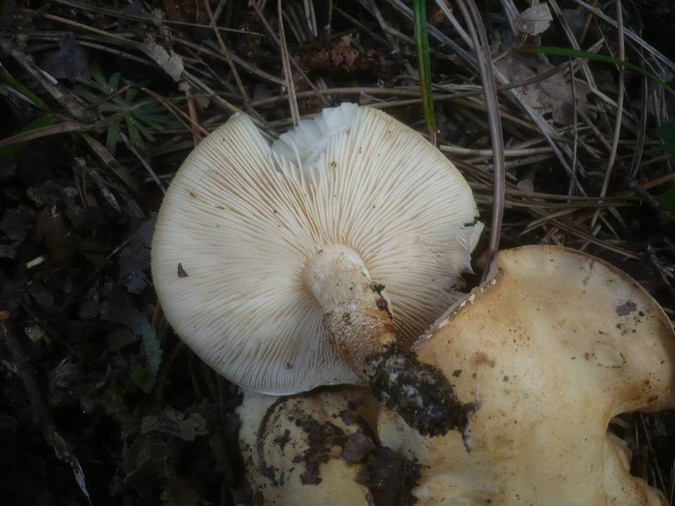 Chamaemyces fracidus image
