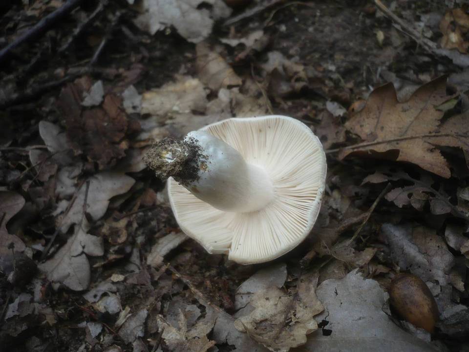 Russula langei image