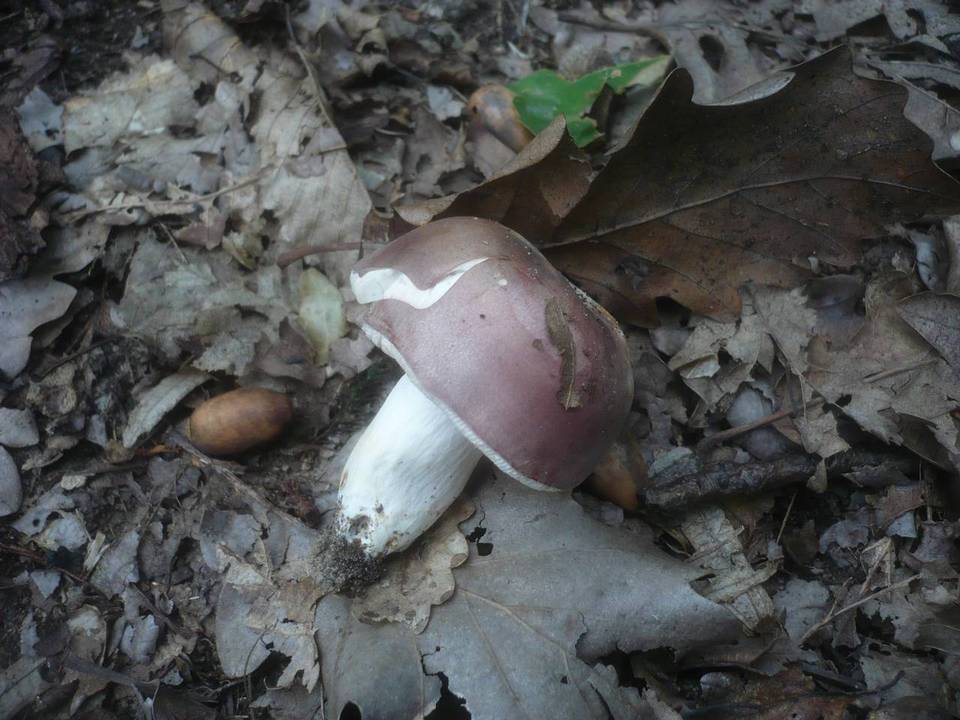 Russula langei image
