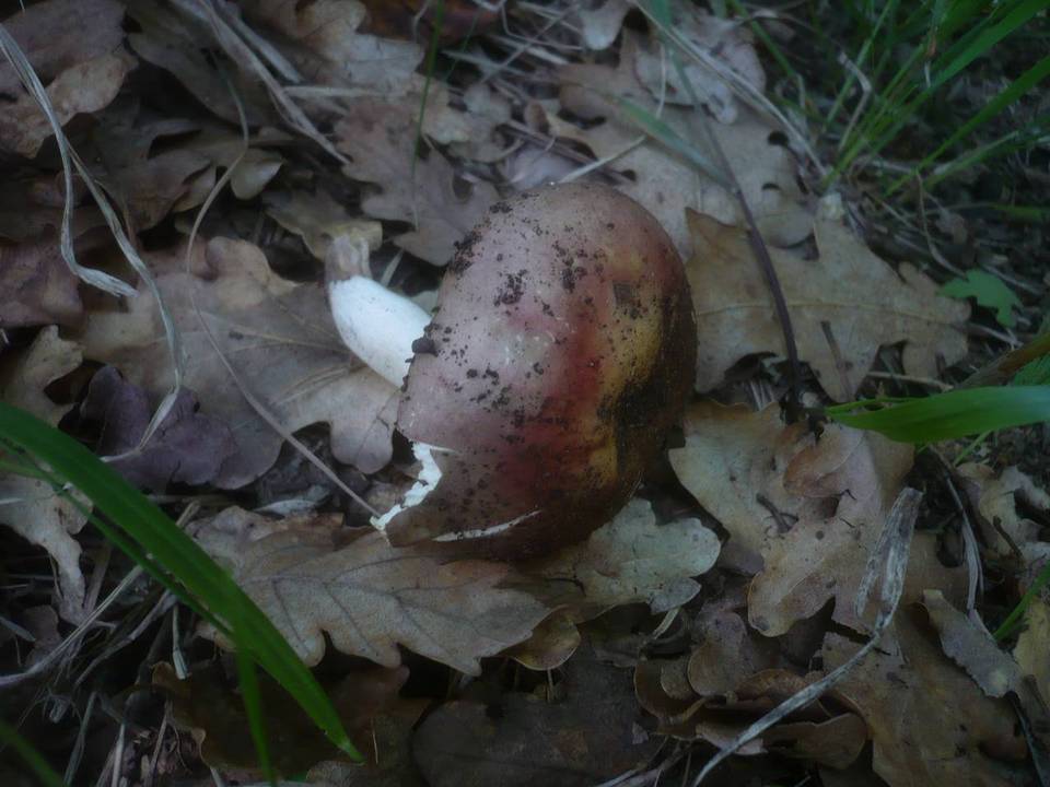 Russula vinosopurpurea image