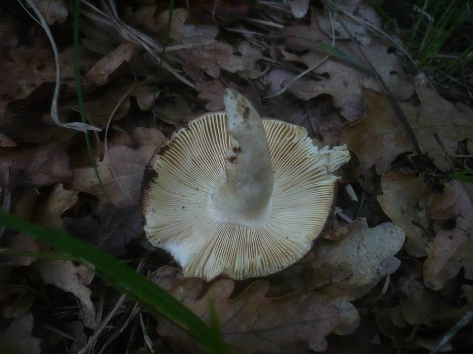 Russula vinosopurpurea image