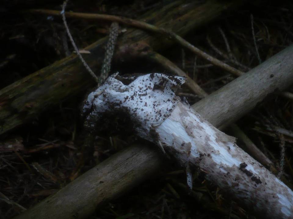 Amanita magnivolvata image
