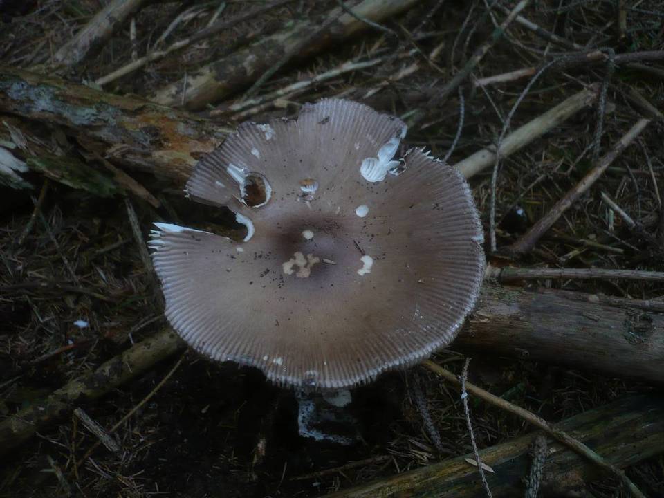 Amanita magnivolvata image