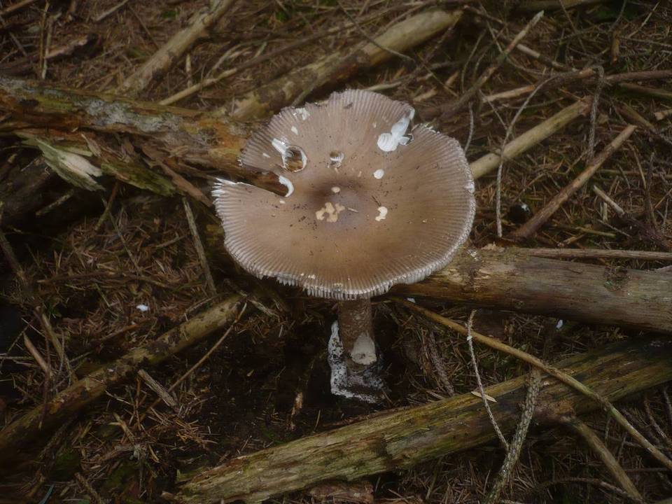 Amanita magnivolvata image