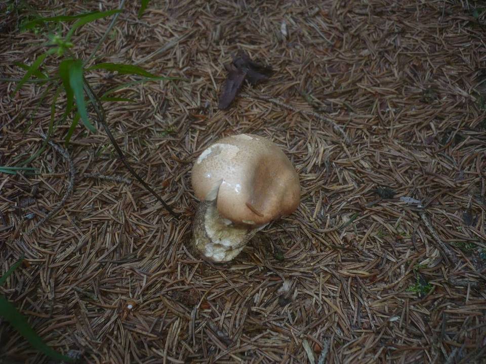 Leccinum vulpinum image