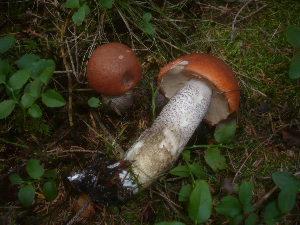 Leccinum vulpinum image