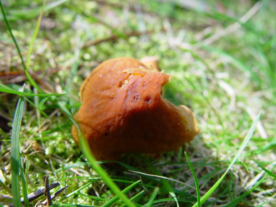 Descolea maculata image