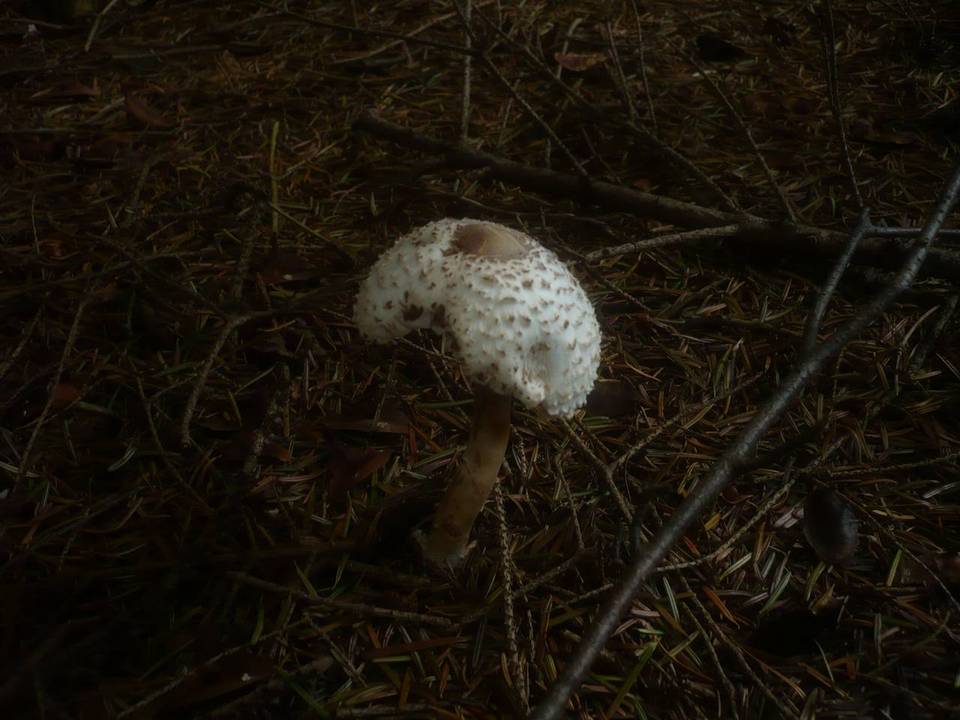 Leucoagaricus nympharum image
