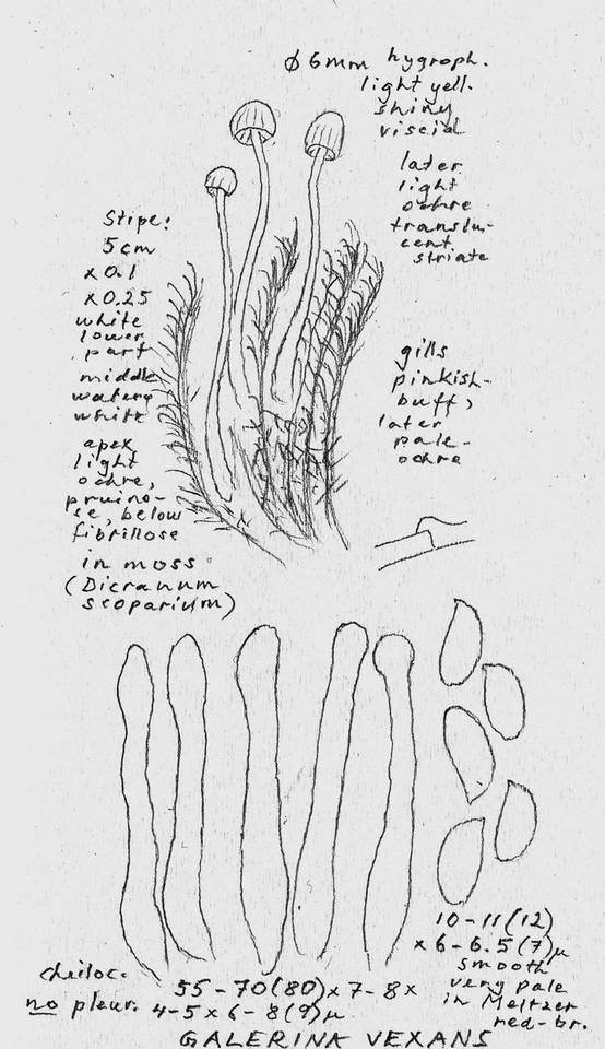 Galerina vexans image