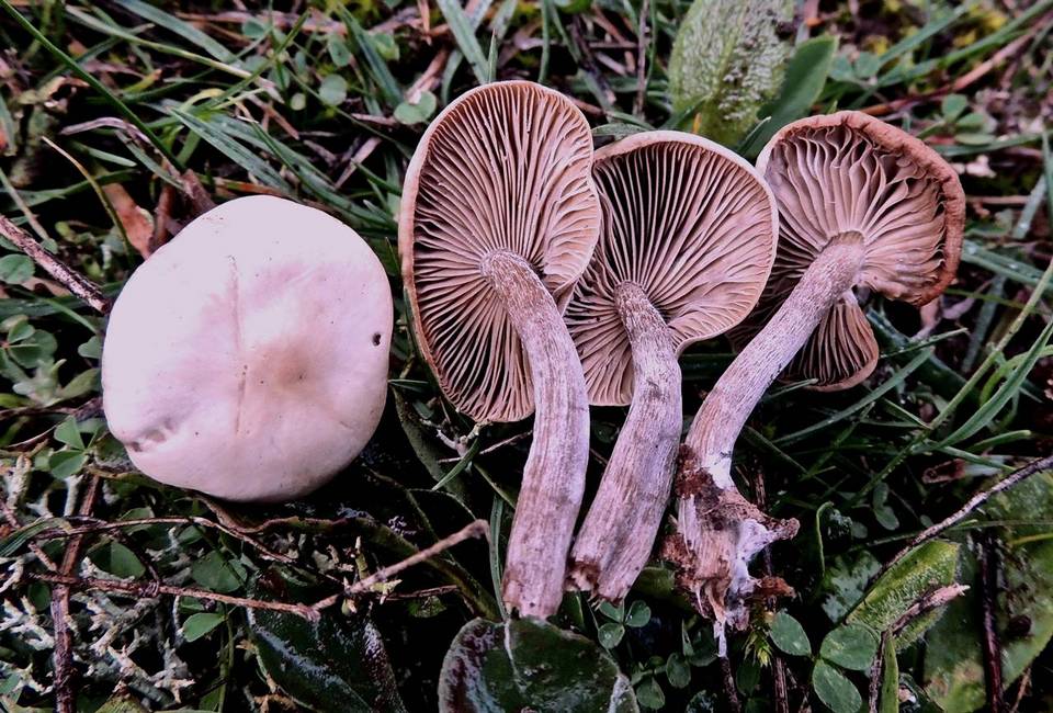 Hebeloma marginatulum image