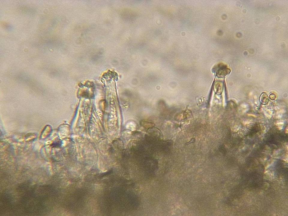 Inocybe inodora image