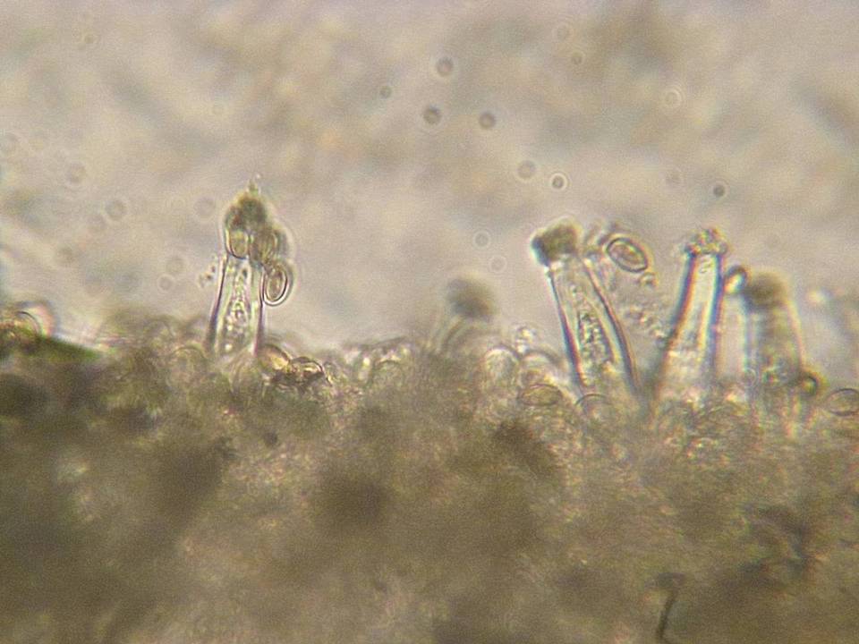 Inocybe inodora image