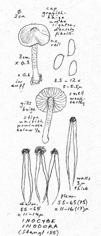 Inocybe inodora image