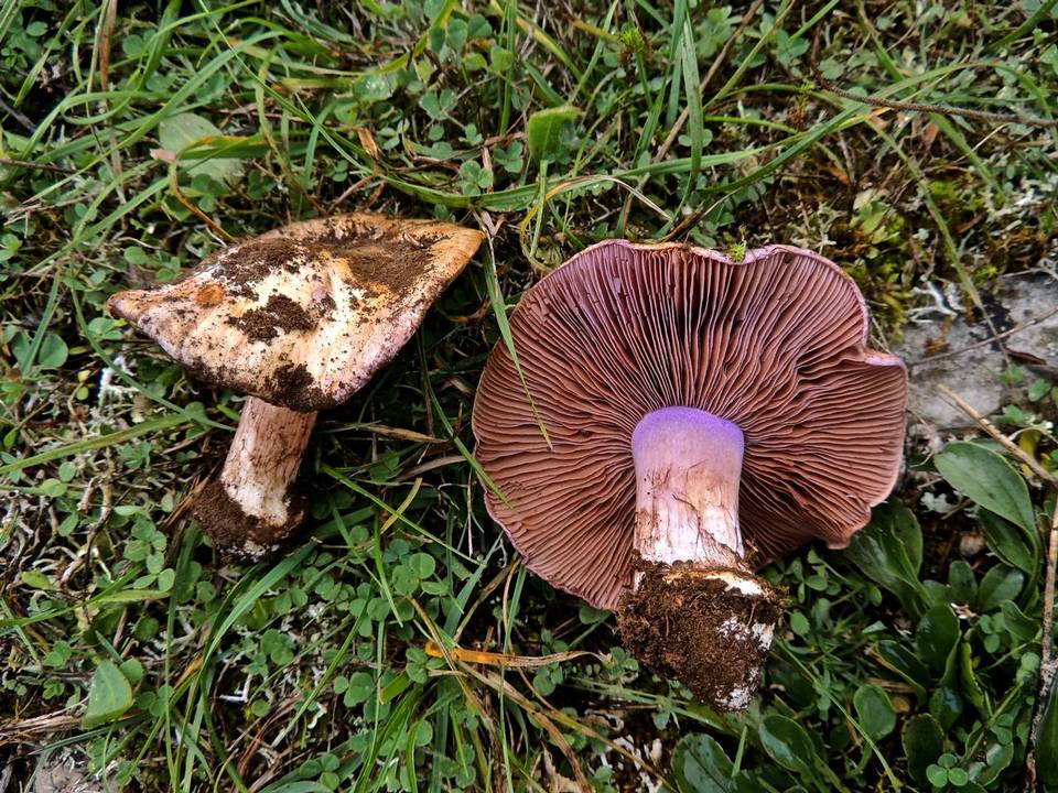Cortinarius dibaphus image