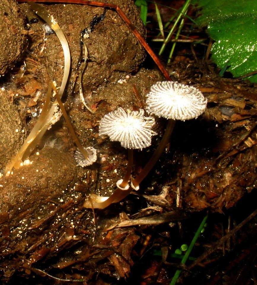 Coprinopsis ephemeroides image