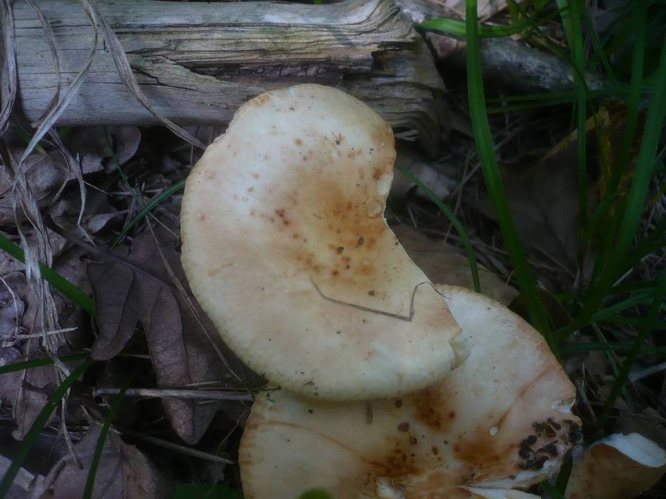 Russula globispora image