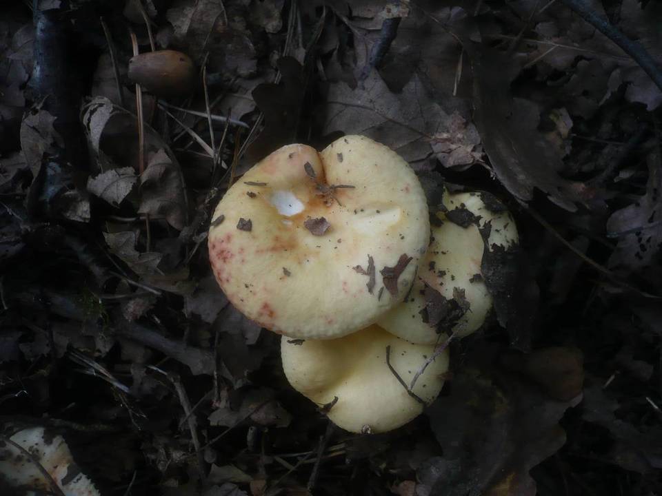 Russula globispora image