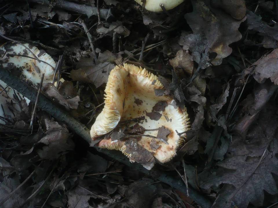Russula globispora image