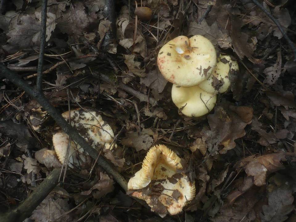 Russula globispora image
