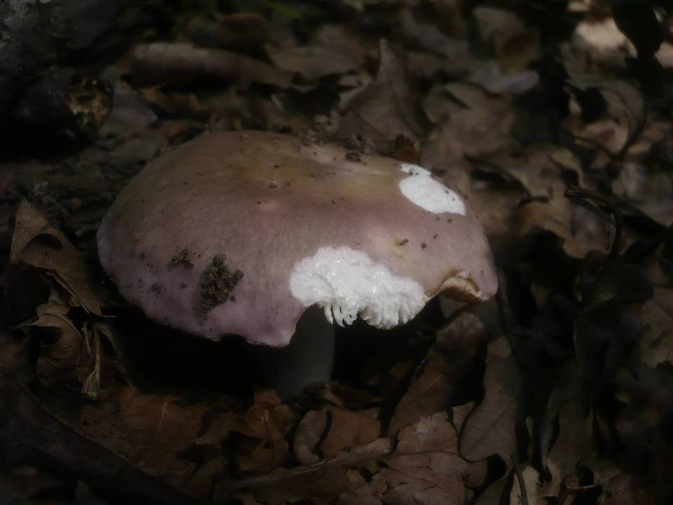 Russula langei image