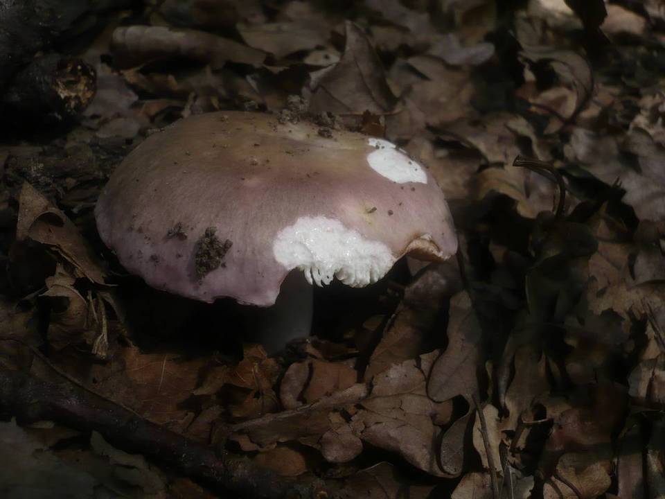 Russula langei image