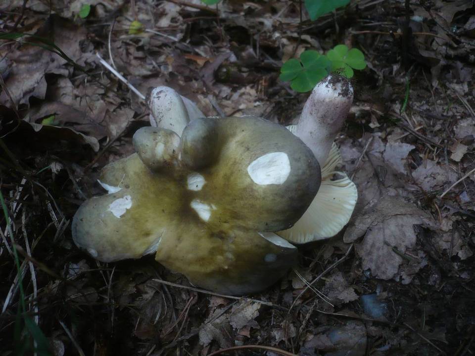 Russula violeipes image
