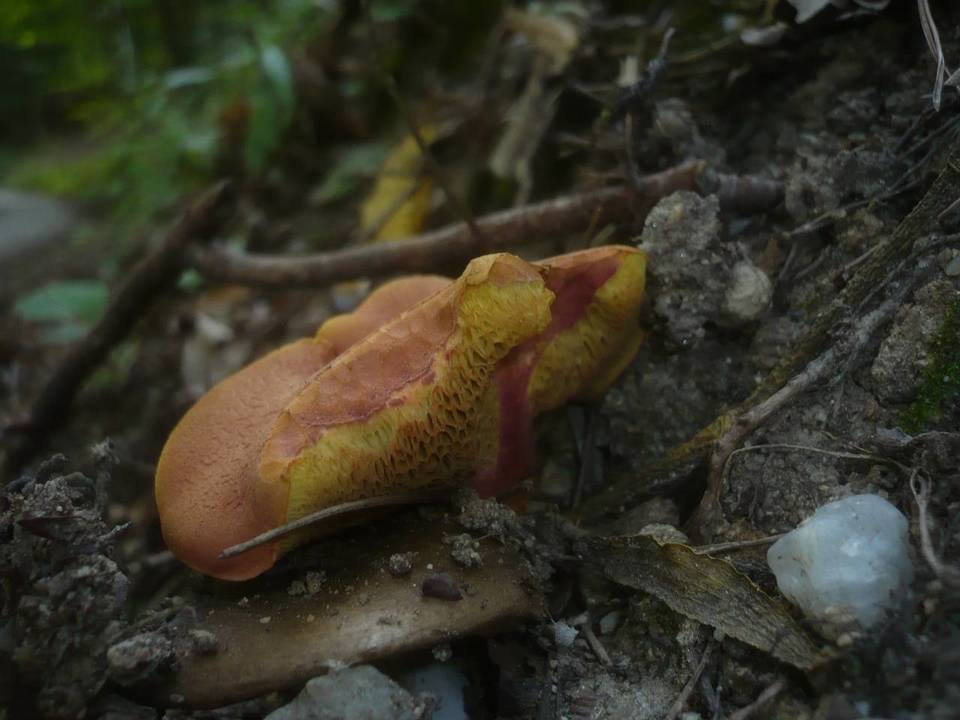 Boletus armeniacus image