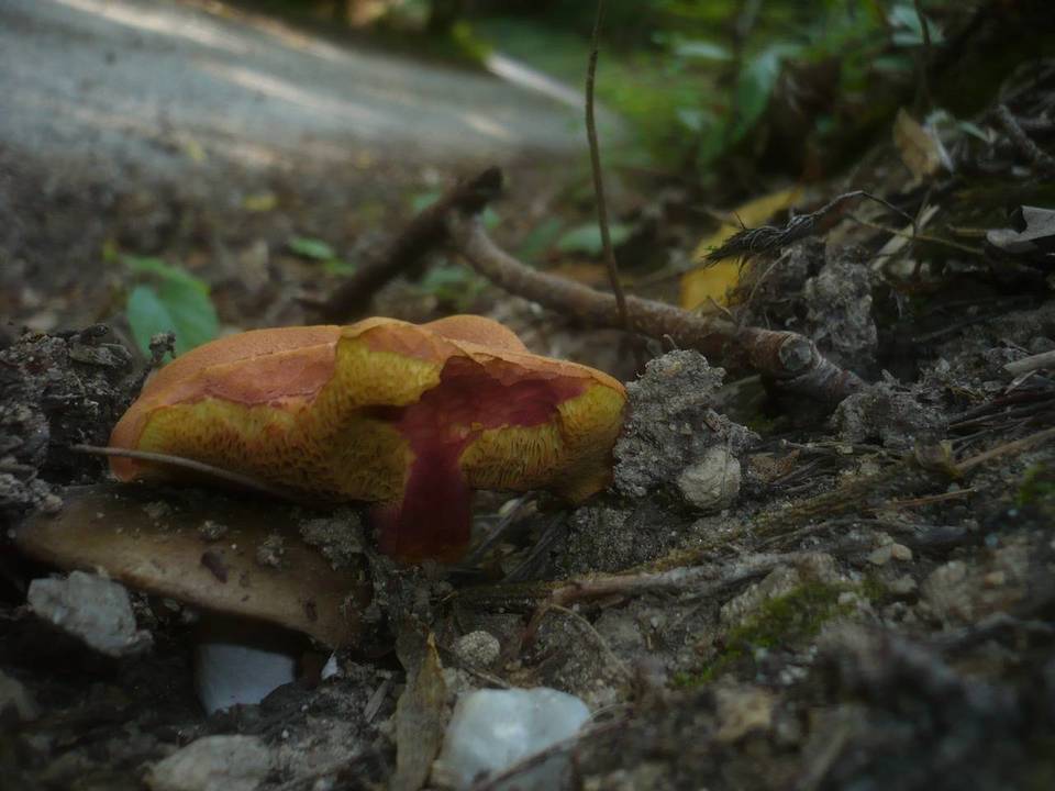 Boletus armeniacus image