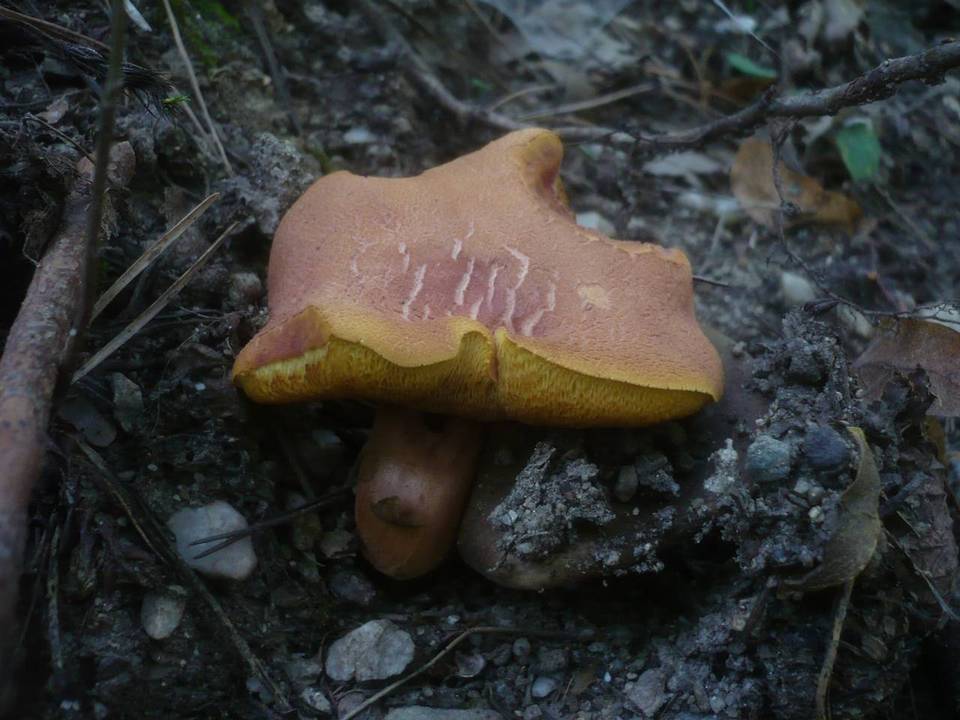 Boletus armeniacus image