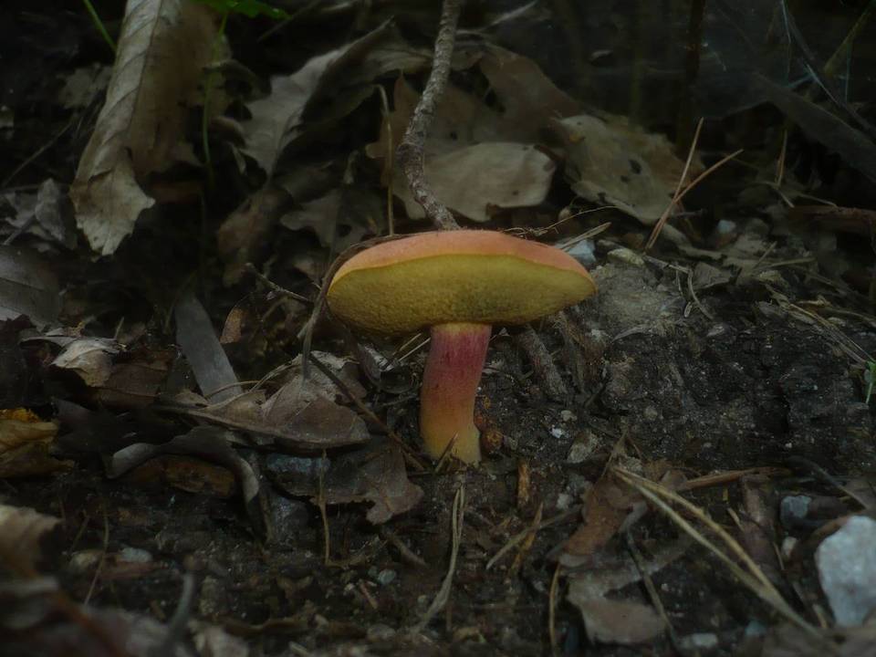 Boletus armeniacus image