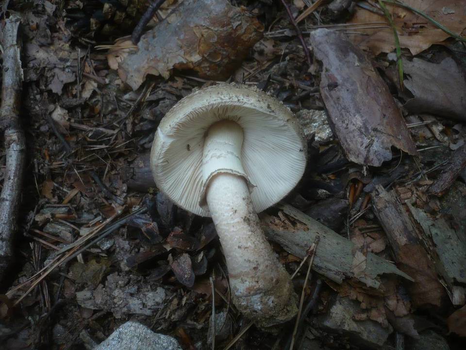 Amanita rubescens var. annulosulphurea image