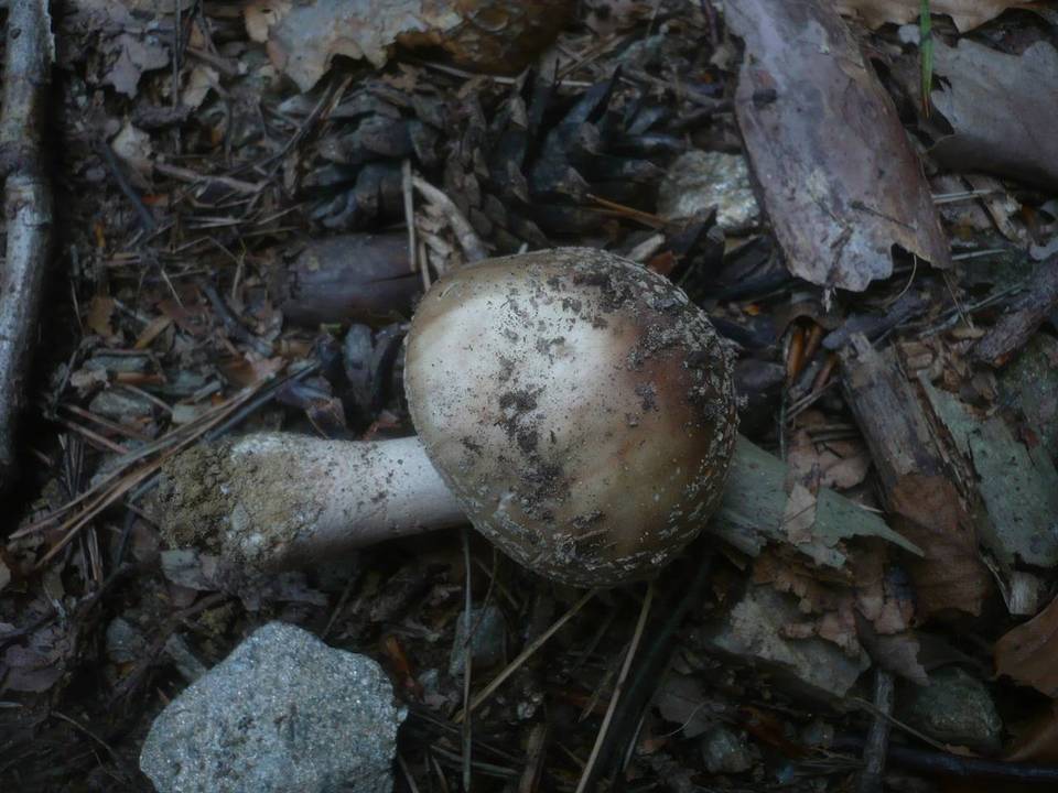 Amanita rubescens var. annulosulphurea image
