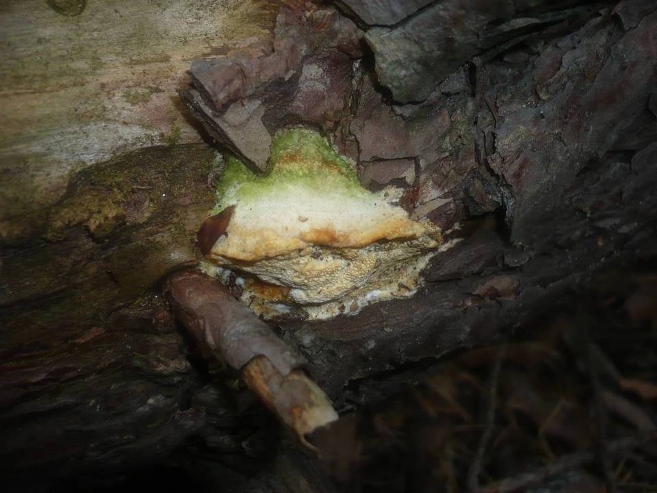 Diplomitoporus flavescens image