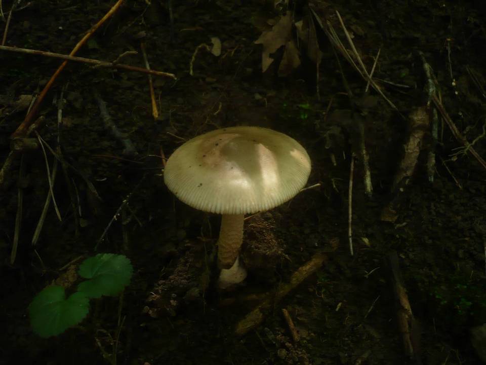 Amanita lividopallescens image