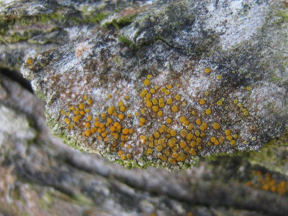 Caloplaca cerinella image