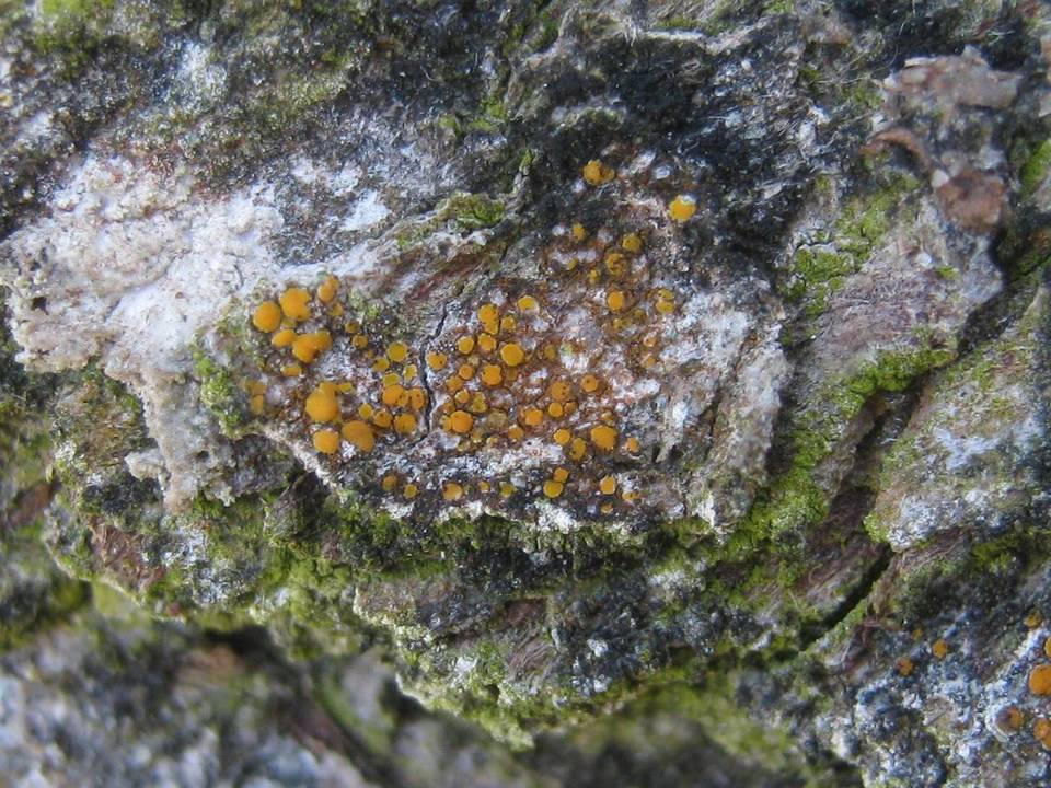 Caloplaca cerinella image