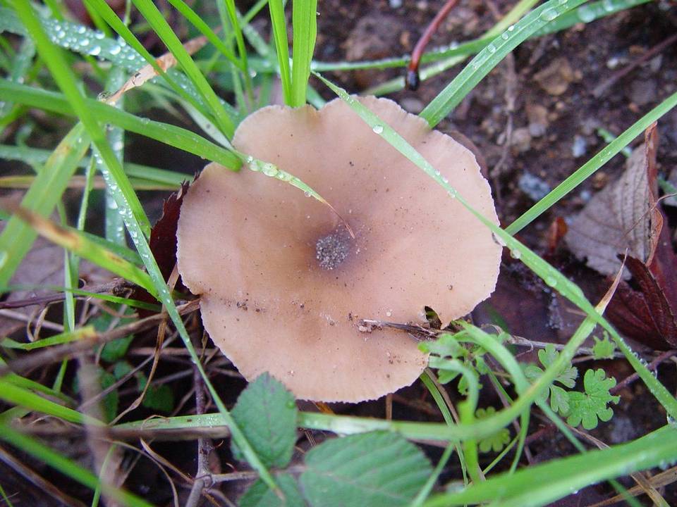 Clitocybe agrestis image
