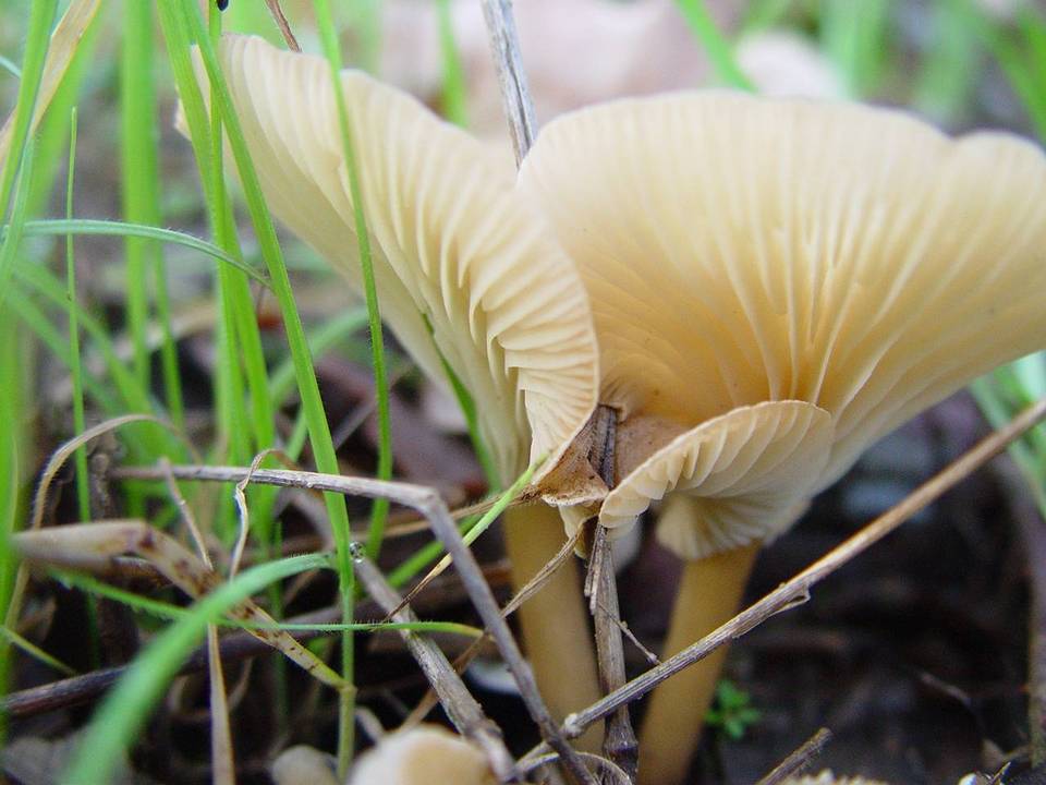 Clitocybe agrestis image