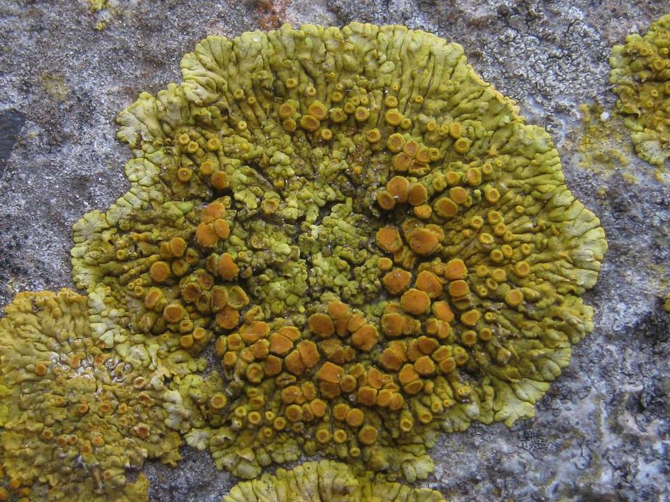 Caloplaca saxicola image
