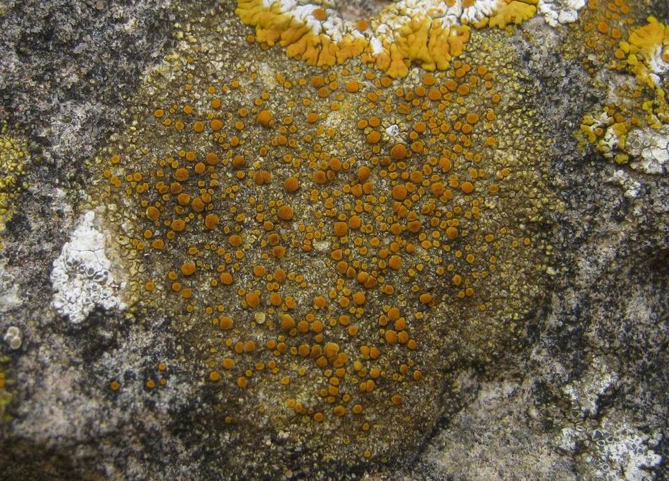 Caloplaca dalmatica image