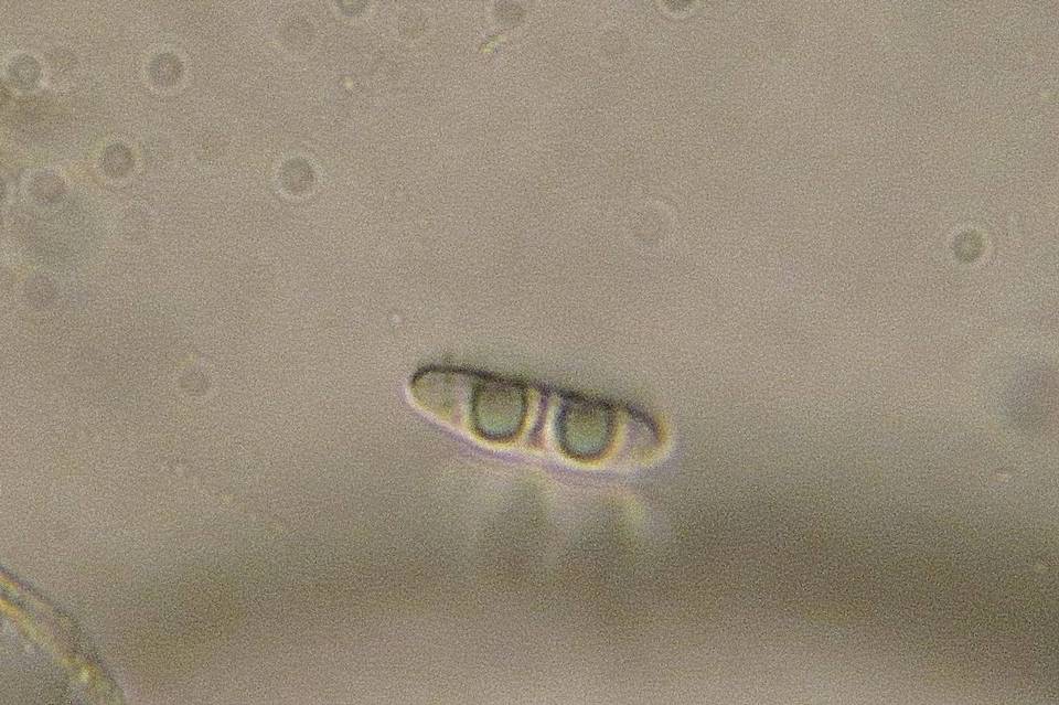 Lachnum corticale image