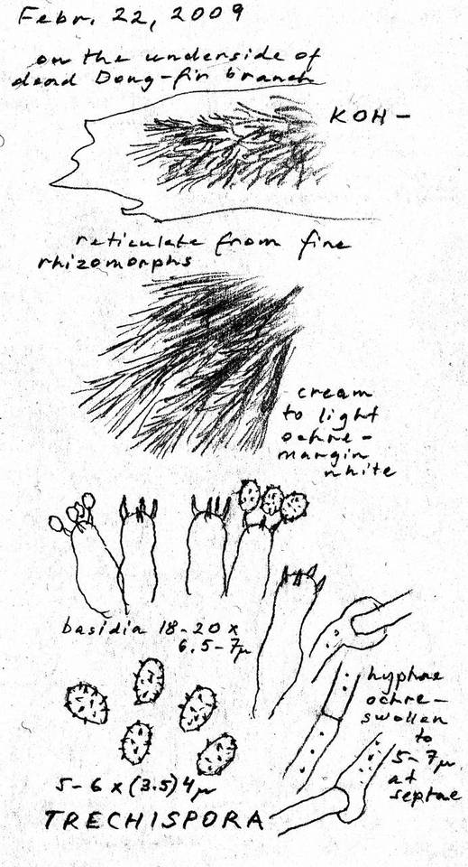 Phlebiella christiansenii image