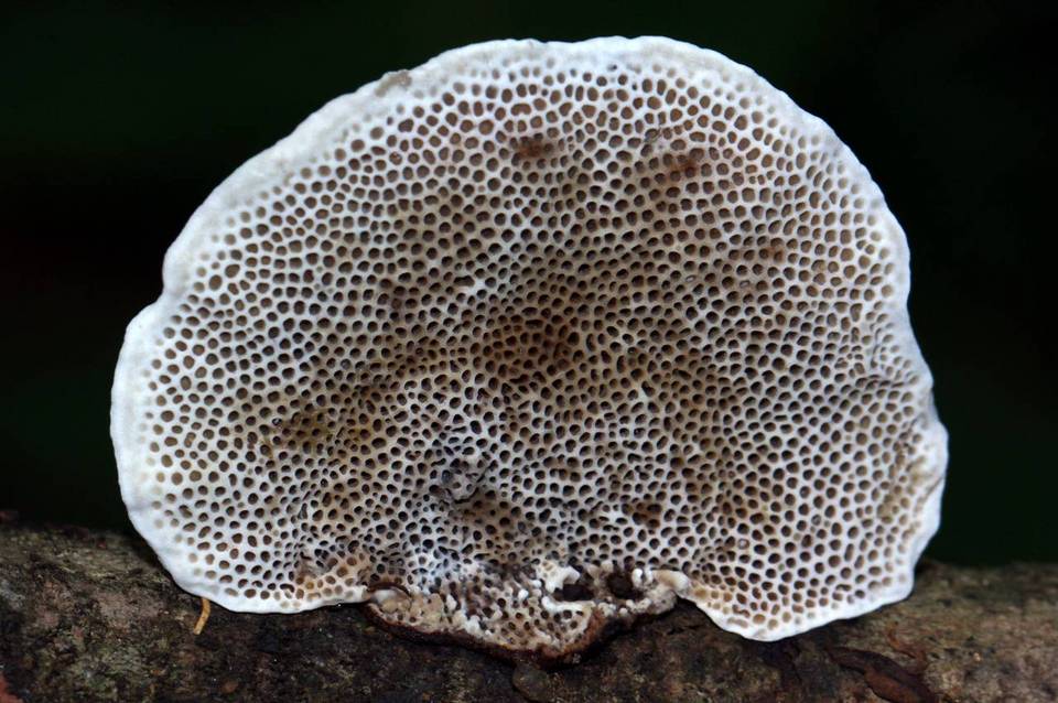 Daedalea flavida image