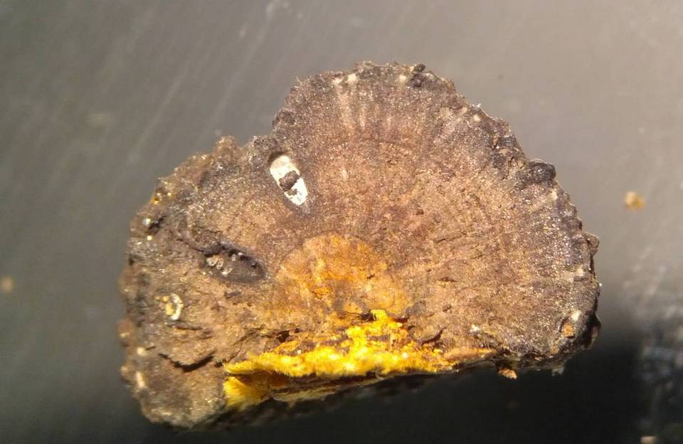 Neohypodiscus cerebrinus image