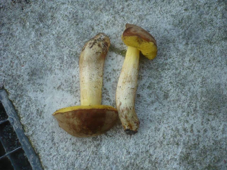 Boletus impolitus image