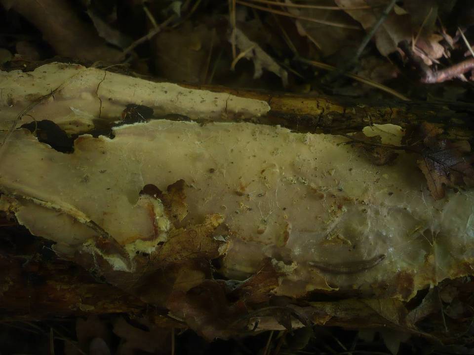Scytinostroma portentosum image