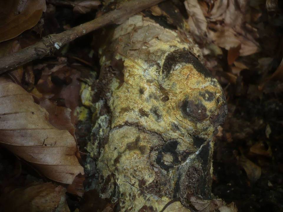 Ceraceomyces sulphurinus image