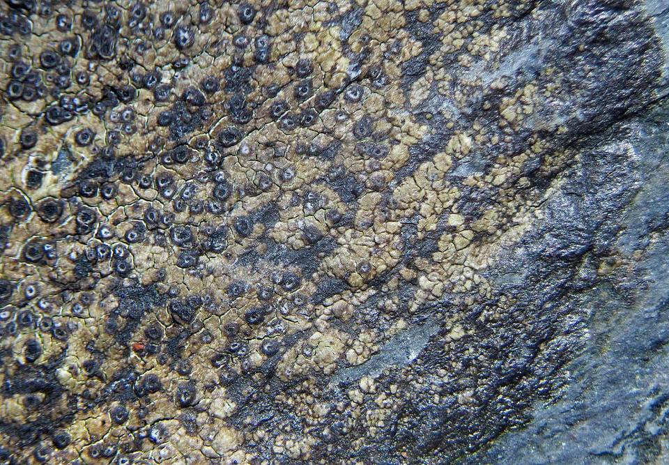 Fuscidea thomsonii image