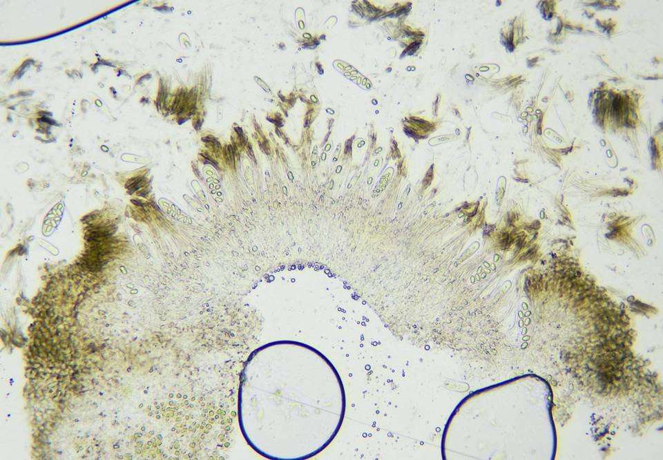 Fuscidea thomsonii image
