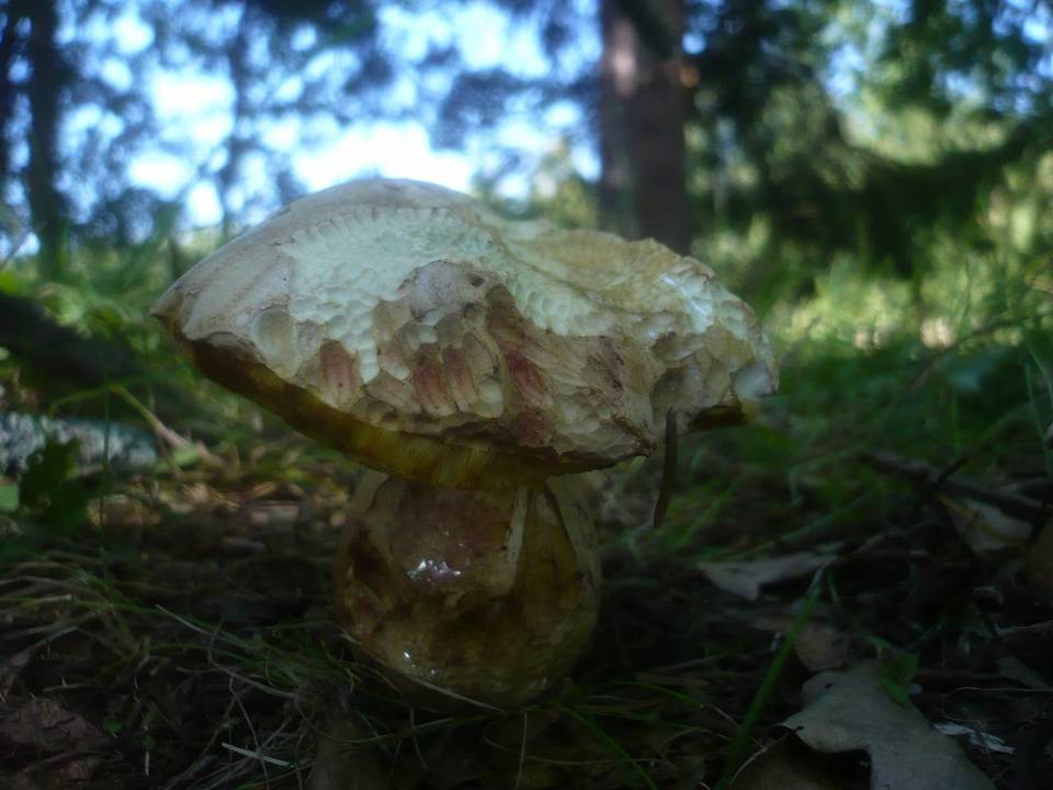 Boletus kluzakii image